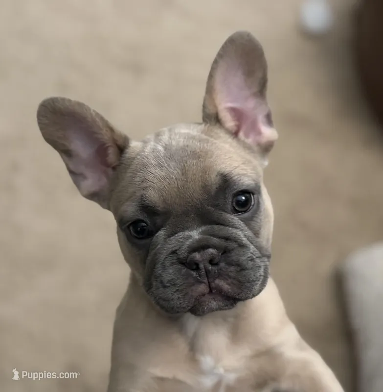 Fawn #1 – French Bulldog puppy for sale in Frostburg, MD