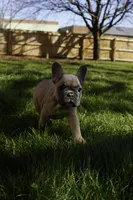 Fawn #2, a female French Bulldog for sale in Frostburg, MD – Photo 2 of 3