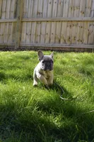 Fawn #2, a female French Bulldog for sale in Frostburg, MD – Photo 3 of 3