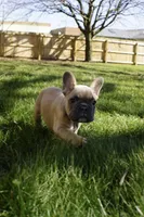 Fawn #2, a female French Bulldog for sale in Frostburg, MD – Photo 1 of 3