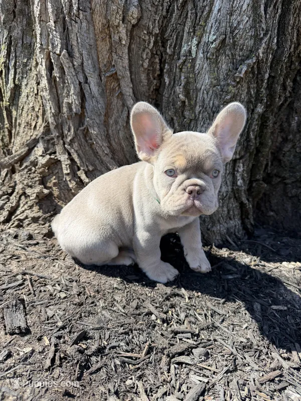 New shade Isabella , a male French Bulldog for sale in Frostburg, MD – Photo 1 of 2