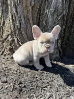 New shade Isabella , a male French Bulldog for sale in Frostburg, MD – Photo 1 of 2