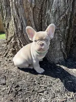 New shade Isabella , a male French Bulldog for sale in Frostburg, MD – Photo 2 of 2