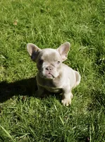 New shade Isabella , a female French Bulldog for sale in Frostburg, MD – Photo 2 of 2