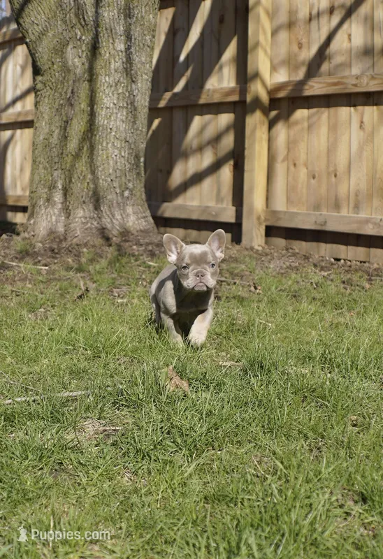 New shade Isabella  – French Bulldog puppy for sale in Frostburg, MD