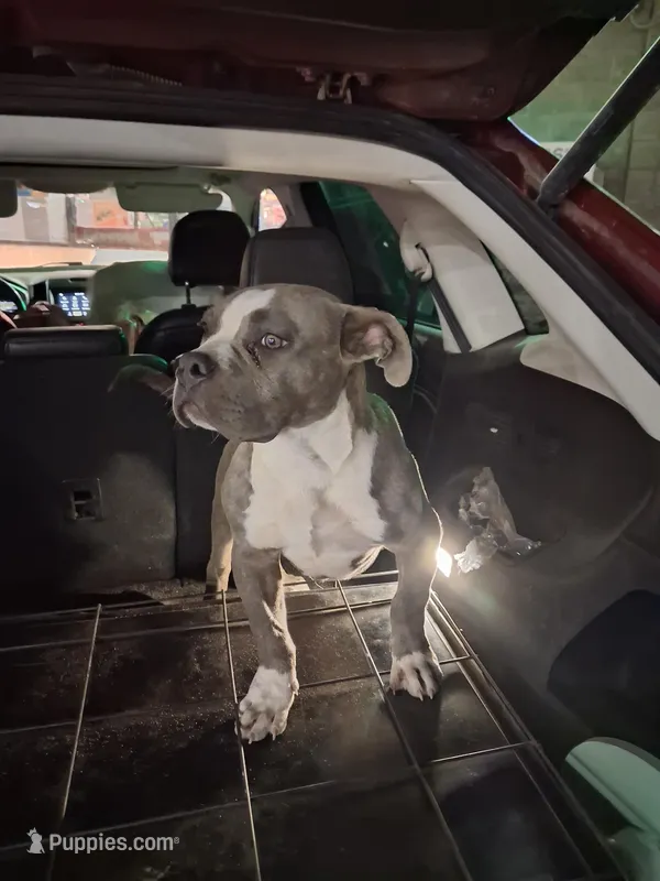 Tyson  – American Bully puppy for sale in Ranchos de Taos, NM