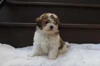Hallie , a female Poodle - Miniature  for sale in Sugarcreek, OH – 1 of 9