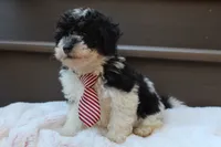 Milo, a male Poodle - Miniature  for sale in Sugarcreek, OH – 4 of 4