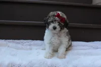 Daisy, a female Poodle - Miniature  for sale in Sugarcreek, OH – 8 of 8