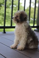 Daisy, a female Poodle - Miniature  for sale in Sugarcreek, OH – 3 of 3
