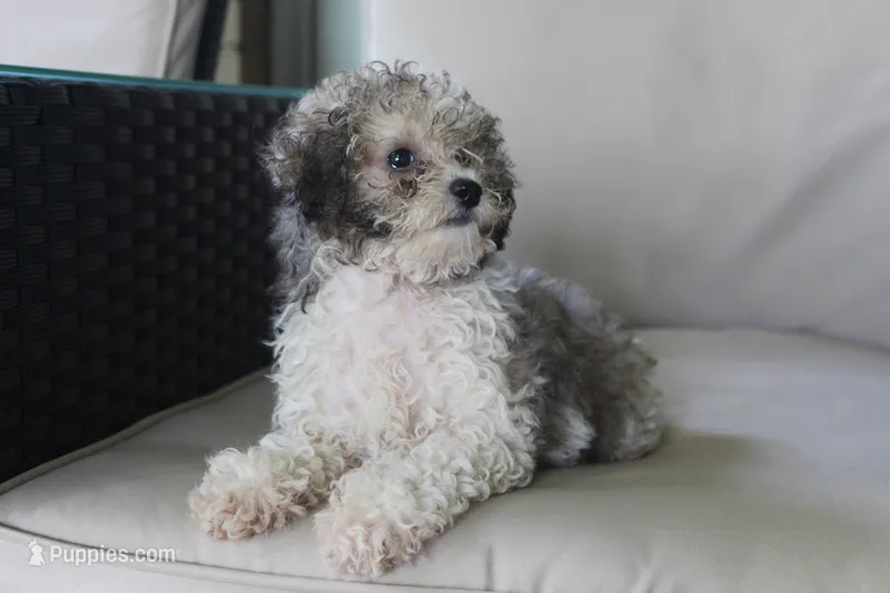 Daisy – Poodle - Miniature  puppy for sale in Sugarcreek, OH