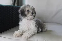 Daisy, a female Poodle - Miniature  for sale in Sugarcreek, OH – 1 of 3