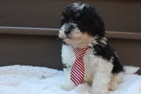 Milo, a male Poodle - Miniature  for sale in Sugarcreek, OH – 3 of 4