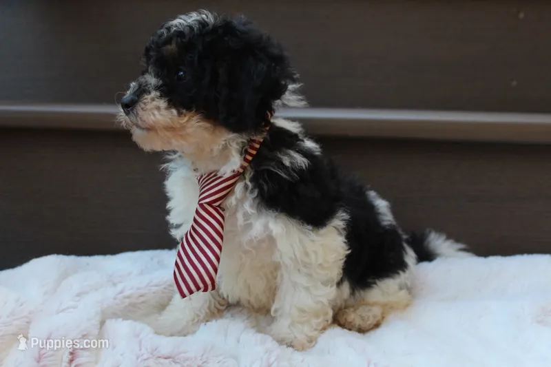 Milo – Poodle - Miniature  puppy for sale in Sugarcreek, OH