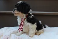 Milo, a male Poodle - Miniature  for sale in Sugarcreek, OH – 1 of 1