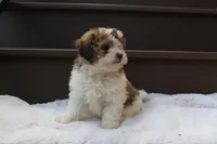 Hallie , a female Poodle - Miniature  for sale in Sugarcreek, OH – 2 of 9