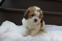 Hallie , a female Poodle - Miniature  for sale in Sugarcreek, OH – 9 of 9