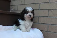 Diego, a male Poodle - Miniature  for sale in Sugarcreek, OH – 8 of 8
