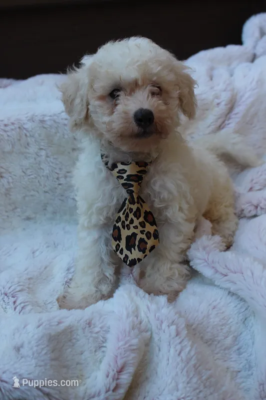 Apollo  – Poodle - Miniature  puppy for sale in Sugarcreek, OH