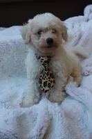Apollo , a male Poodle - Miniature  for sale in Sugarcreek, OH – 1 of 5