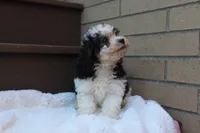 Diego, a male Poodle - Miniature  for sale in Sugarcreek, OH – 6 of 8