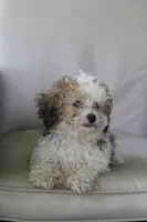 Hallie , a female Poodle - Miniature  for sale in Sugarcreek, OH – 3 of 4