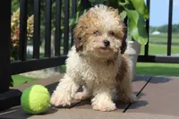 Hallie , a female Poodle - Miniature  for sale in Sugarcreek, OH – 4 of 4