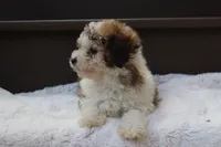 Hallie , a female Poodle - Miniature  for sale in Sugarcreek, OH – 7 of 9