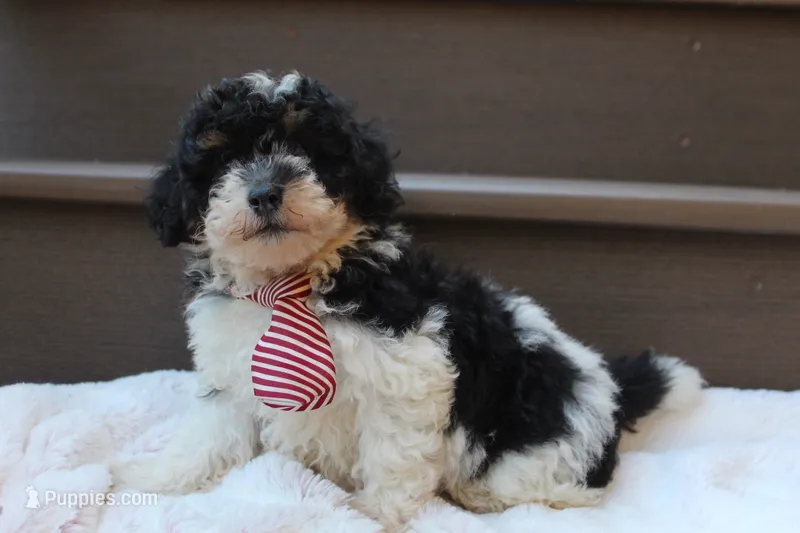 Milo – Poodle - Miniature  puppy for sale in Sugarcreek, OH
