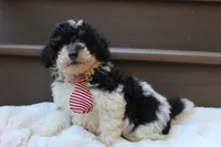 Milo, a male Poodle - Miniature  for sale in Sugarcreek, OH – 1 of 4