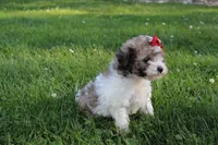 Daisy, a female Poodle - Miniature  for sale in Sugarcreek, OH – 7 of 8