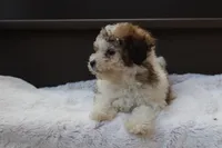 Hallie , a female Poodle - Miniature  for sale in Sugarcreek, OH – 4 of 9