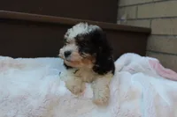 Diego, a male Poodle - Miniature  for sale in Sugarcreek, OH – 1 of 8