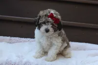 Daisy, a female Poodle - Miniature  for sale in Sugarcreek, OH – 2 of 8