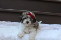 Daisy, a female Poodle - Miniature  for sale in Sugarcreek, OH – 3 of 8