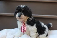Milo, a male Poodle - Miniature  for sale in Sugarcreek, OH – 4 of 6
