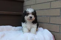 Diego, a male Poodle - Miniature  for sale in Sugarcreek, OH – 3 of 8