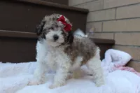 Daisy, a female Poodle - Miniature  for sale in Sugarcreek, OH – 5 of 8