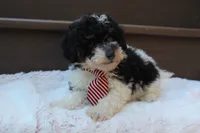 Milo, a male Poodle - Miniature  for sale in Sugarcreek, OH – 2 of 4