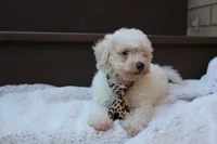 Appolo, a male Poodle - Miniature  for sale in Sugarcreek, OH – 4 of 5