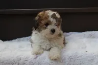 Hallie , a female Poodle - Miniature  for sale in Sugarcreek, OH – 8 of 9