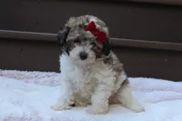Daisy, a female Poodle - Miniature  for sale in Sugarcreek, OH – 4 of 8