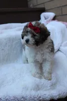 Daisy, a female Poodle - Miniature  for sale in Sugarcreek, OH – 6 of 8