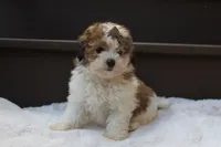 Hallie , a female Poodle - Miniature  for sale in Sugarcreek, OH – 6 of 9