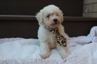 Appolo, a male Poodle - Miniature  for sale in Sugarcreek, OH – 3 of 5