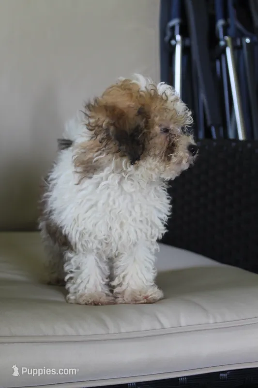 Hallie  – Poodle - Miniature  puppy for sale in Sugarcreek, OH