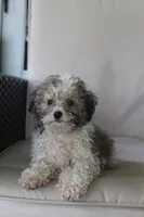 Daisy, a female Poodle - Miniature  for sale in Sugarcreek, OH – 2 of 3
