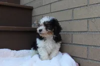 Diego, a male Poodle - Miniature  for sale in Sugarcreek, OH – 4 of 8