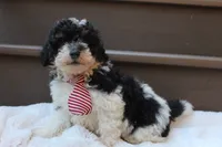Milo, a male Poodle - Miniature  for sale in Sugarcreek, OH – 5 of 6