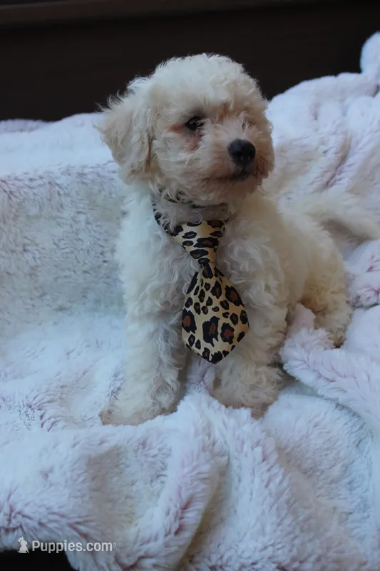 Appolo – Poodle - Miniature  puppy for sale in Sugarcreek, OH